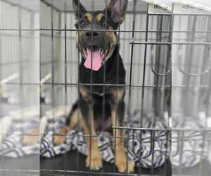 Shepradors Dogs for adoption in Princeton, MN, USA