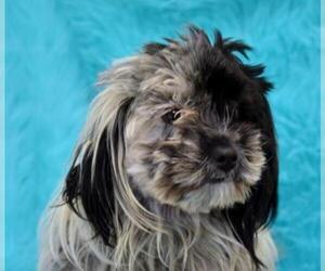 Poodle (Miniature) Dogs for adoption in Eureka, CA, USA