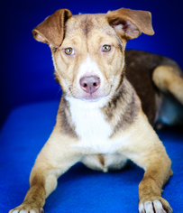 Beagle Dogs for adoption in Tupelo, MS, USA