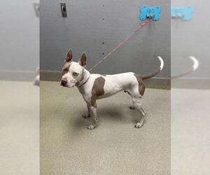 Mutt Dogs for adoption in Las Vegas, NV, USA