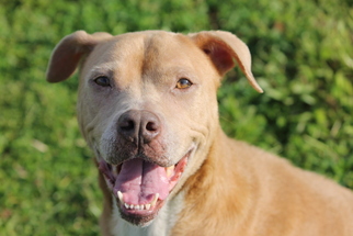 American Pit Bull Terrier-Unknown Mix Dogs for adoption in Leesburg, FL, USA