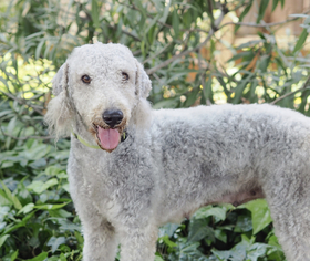 Bedlington Terrier Dogs for adoption in Palo Alto, CA, USA