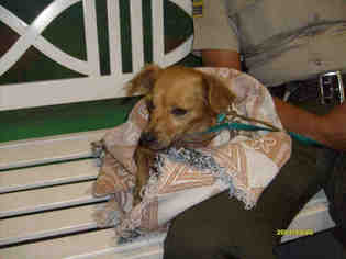 Medium Photo #1 Chihuahua Puppy For Sale in Burbank, CA, USA