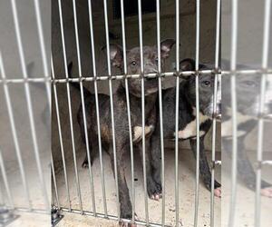 Staffordshire Bull Terrier-Unknown Mix Dogs for adoption in Oklahoma City, OK, USA