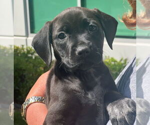 Pointer-Unknown Mix Dogs for adoption in Dana Point, CA, USA