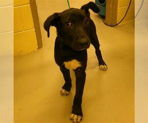 German Shepherd Dog-Unknown Mix Dogs for adoption in Sanford, FL, USA