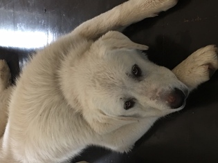 Great Pyrenees Dogs for adoption in Lakeport, CA, USA