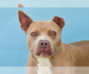 American Pit Bull Terrier Dogs for adoption in Pasadena, CA, USA