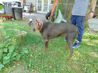 Doberman Pinscher Dogs for adoption in Murfreesboro, TN, USA