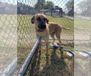 Labrador Retriever-Unknown Mix Dogs for adoption in Corpus Christi, TX, USA