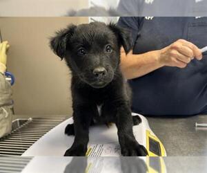 American Pit Bull Terrier-Unknown Mix Dogs for adoption in Visalia, CA, USA