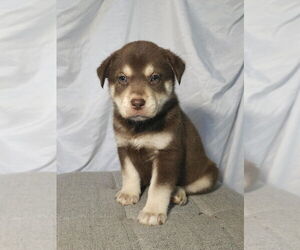 Huskies -Labrador Retriever Mix Dogs for adoption in Raleigh, NC, USA