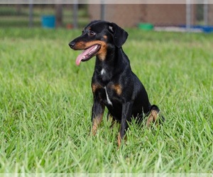 Dachshund-Unknown Mix Dogs for adoption in Brooksville, FL, USA