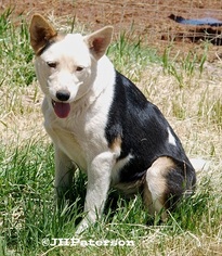 Border-Aussie Dogs for adoption in Scottsdale, AZ, USA