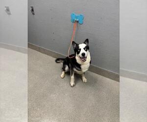 Siberian Husky-Unknown Mix Dogs for adoption in Las Vegas, NV, USA