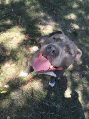 American Pit Bull Terrier Dogs for adoption in Healdsburg, CA, USA