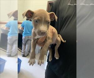 American Pit Bull Terrier-Unknown Mix Dogs for adoption in Corpus Christi, TX, USA