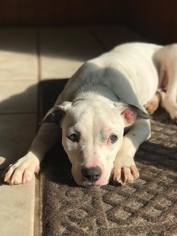 American Pit Bull Terrier-Unknown Mix Dogs for adoption in Frisco, TX, USA