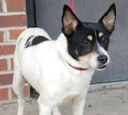 Chussel Dogs for adoption in Marrero, LA, USA