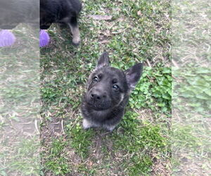 German Shepherd Dog Dogs for adoption in The Woodlands, TX, USA