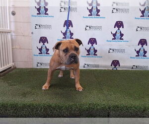 American Bulldog Dogs for adoption in Orlando, FL, USA