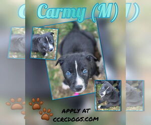 American Pit Bull Terrier-Labrador Retriever Mix Dogs for adoption in Clarkston, MI, USA