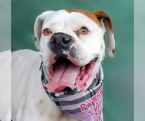 Boxer Dogs for adoption in Pasadena, CA, USA