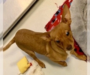 Miniature Pinscher Dogs for adoption in Pampa, TX, USA