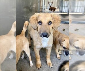 Golden Labrador Dogs for adoption in San Bernardino, CA, USA