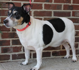 Jack Russell Terrier Dogs for adoption in Prattville, AL, USA