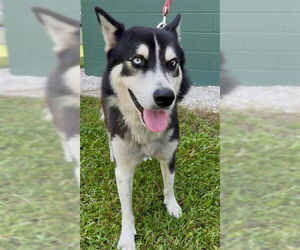 Siberian Husky Dogs for adoption in Naples, FL, USA