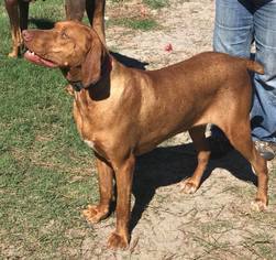 Vizsla Dogs for adoption in New Smyrna Beach, FL, USA
