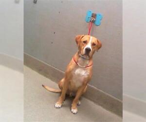 Labrador Retriever-Unknown Mix Dogs for adoption in Las Vegas, NV, USA