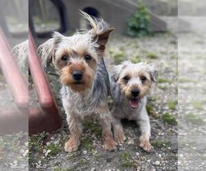 Mutt Dogs for adoption in Holland, MI, USA
