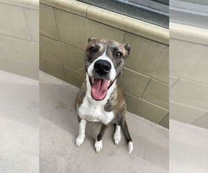 Mutt Dogs for adoption in Riverside, CA, USA