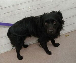 Chihuahua Dogs for adoption in San Bernardino, CA, USA