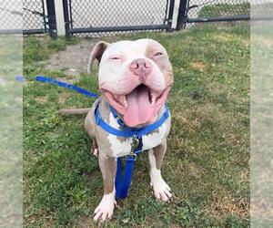 Mutt Dogs for adoption in Boston, MA, USA