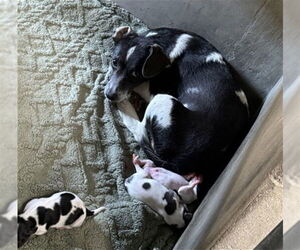 Mutt Dogs for adoption in San Bernardino, CA, USA