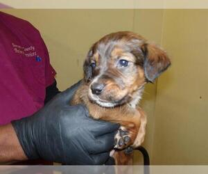 German Shepherd Dog-Redbone Coonhound Mix Dogs for adoption in Santa Rosa, CA, USA