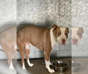 American Pit Bull Terrier-Unknown Mix Dogs for adoption in HESPERIA, CA, USA