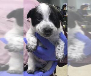 Mutt Dogs for adoption in Riverside, CA, USA