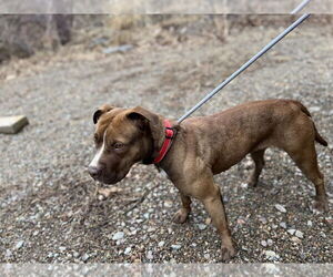 American Pit Bull Terrier Dogs for adoption in Benton, PA, USA