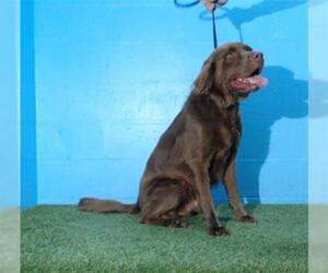 Labrador Retriever Dogs for adoption in Orlando, FL, USA