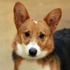 Pembroke Welsh Corgi Dogs for adoption in Waco, TX, USA