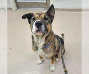 German Shepherd Dog-Unknown Mix Dogs for adoption in Long Beach, CA, USA
