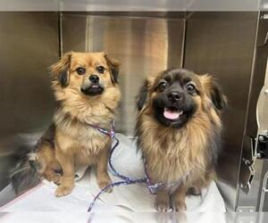 Pekingese Dogs for adoption in Orange, CA, USA