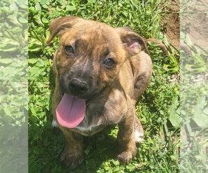 Mountain Cur-Unknown Mix Dogs for adoption in Germantown, OH, USA