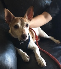 Rat Terrier Dogs for adoption in Dripping Springs, TX, USA