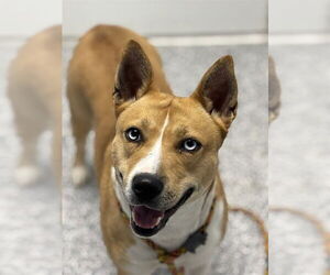 Siberian Husky-Unknown Mix Dogs for adoption in Westminster, MD, USA