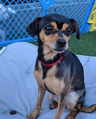 Chiweenie Dogs for adoption in San Francisco, CA, USA